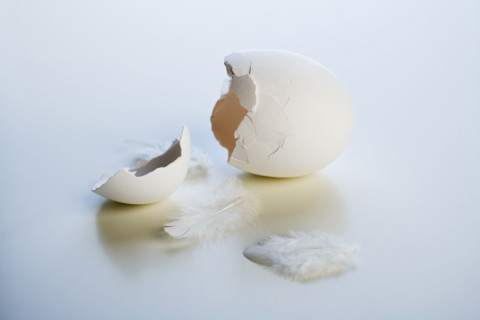 Closeup of a broken chicken egg.