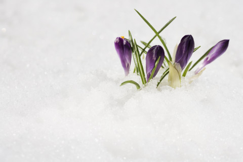 Flowers growing in snow.