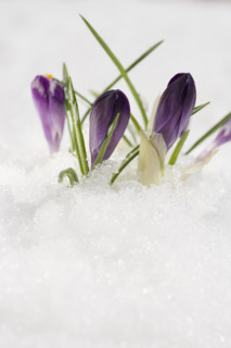 Flowers growing in snow.