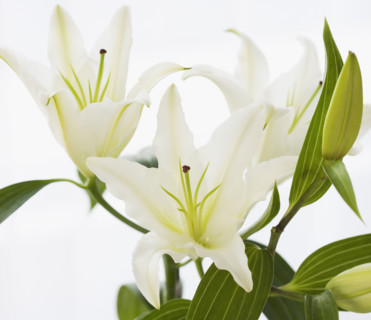 Close up of flowers.
