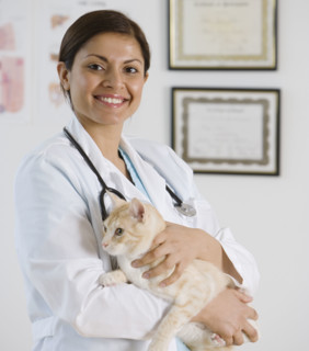 Indian female veterinarian holding cat.