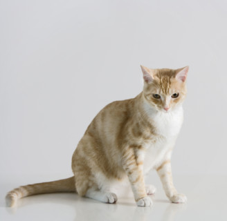 Studio shot of cat.