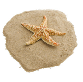 Starfish on sand.