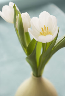 Close up of flowers in vase.