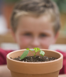Boy looking at potted plant.