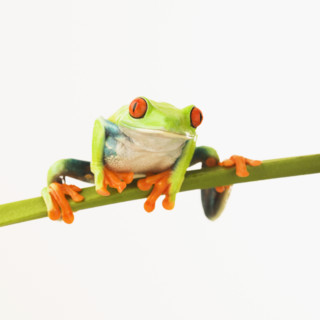 Tree frog on stem.