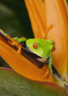 Tree frog on flower.