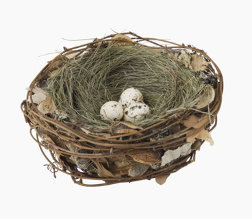 Close up of bird’s next with eggs.