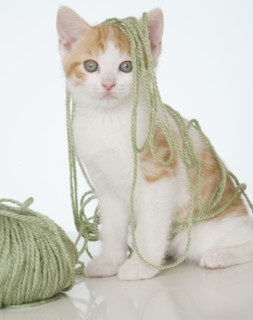 Kitten covered in yarn.