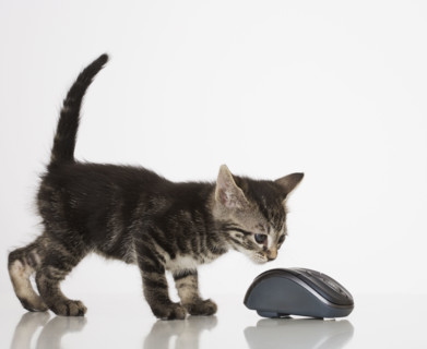 Kitten smelling computer mouse.