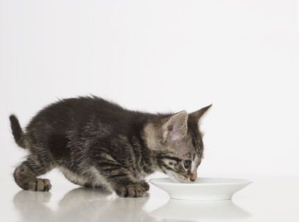 Kitten drinking from bowl.
