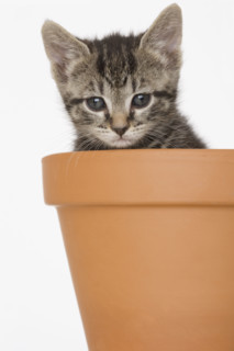 Kitten in terra cotta pot.