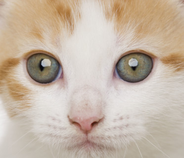 Close up of kitten.