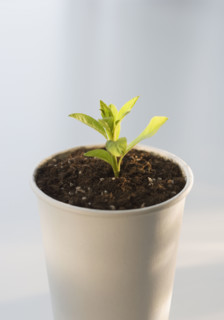 Plant growing in pot.