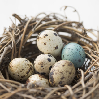 Still life of eggs in a nest. Date : 2006