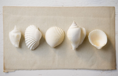 Overhead view of seashells. Date : 2006