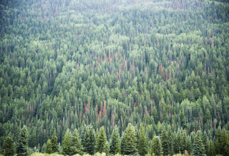 Pine Trees Telluride Colorado USA. Date : 2006