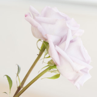 Close up of roses. Date : 2006