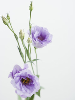 Studio shot of flowers. Date : 2006