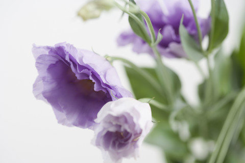 Studio shot of flowers. Date : 2006