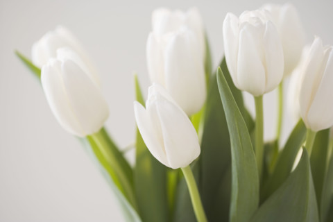 Closeup of tulips. Date : 2006