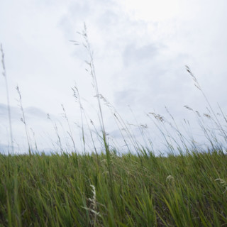 Close up of grass. Date : 2006