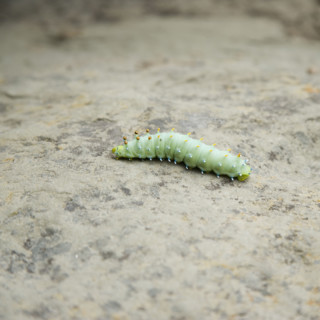 Closeup of a green worm. Date : 2006