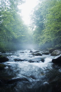 Smoky Mountain National Park USA. Date : 2006