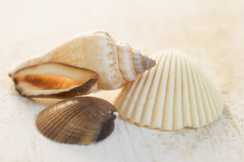 Still life of seashells. Date : 2006