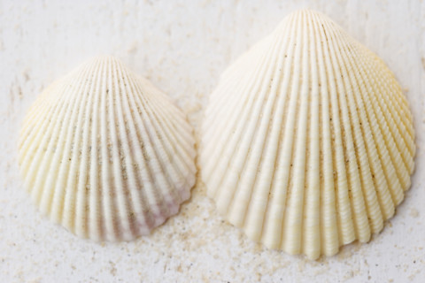 Still life of seashells. Date : 2006