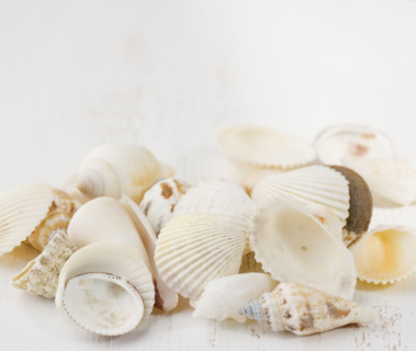 Closeup of seashells. Date : 2006