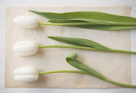 Closeup of three tulips. Date : 2006