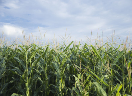 Cornfields in Minnesota USA. Date : 2006