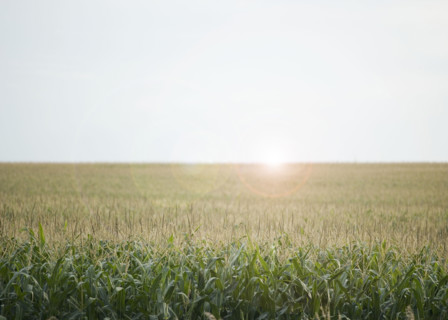 Cornfields in Minnesota USA. Date : 2006