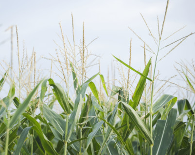 Cornfields in Minnesota USA. Date : 2006