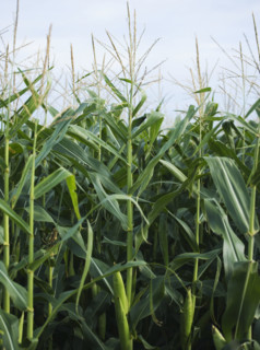 Cornfields in Minnesota USA. Date : 2006