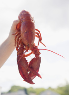 Man holding cooked lobster, Maine, United States. Date : 2007