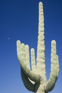 Low angle view of cactus, Arizona, United States. Date : 2007