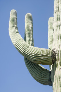 Low angle view of cactus, Arizona, United States. Date : 2007