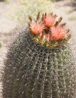 Close up of cactus with flowers, Arizona, United States. Date : 2007