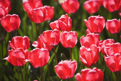 Close up of flowers. Date : 2007