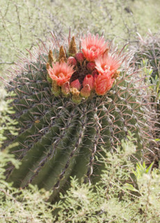 Close up of cactus with flower, Arizona, United States. Date : 2007