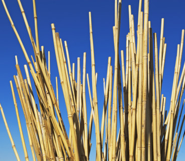 Low angle of bamboo stalks. Date : 2007