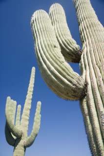 Low angle view of cactus, Arizona, United States. Date : 2007