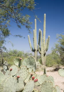 Assorted cactus in desert, Arizona, United States. Date : 2007