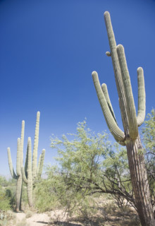 Low angle view of cactus, Arizona, United States. Date : 2007