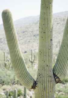 Close up of cactus, Arizona, United States. Date : 2007