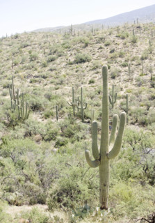 Cactus with mountain in background, Arizona, United States. Date : 2007