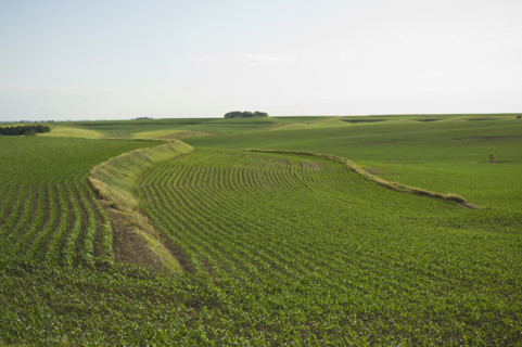 View of corn field. Date : 2007