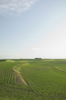 View of corn field. Date : 2007